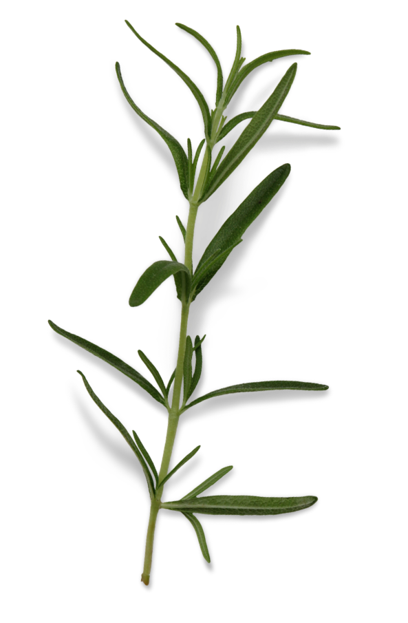 rosemary-partial